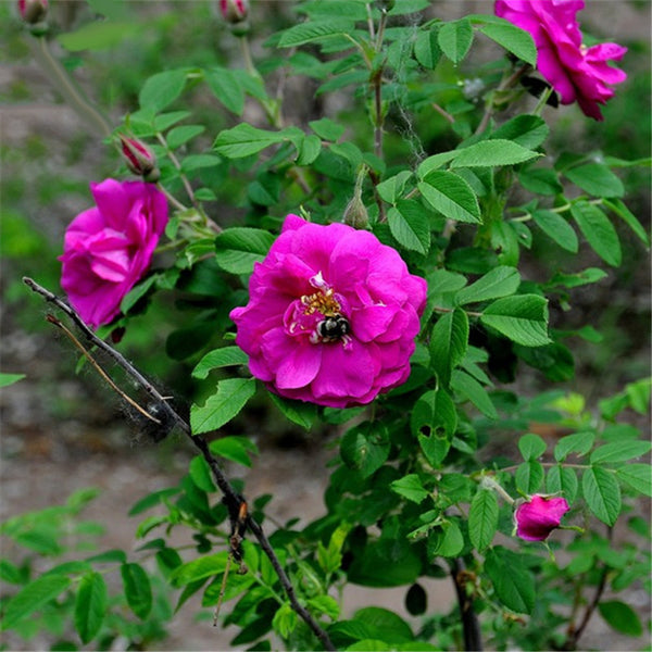 Egrow 60 Pcs/Pack Red Thorn Rose Seeds Red Thorn Rosa Rugosa Tree Semente Plant Flower Seeds