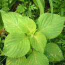 Egrow 150 Pcs/Pack Perilla Seeds Vegetables Seeds Wild Vegetable Green Leaf Basil For Home Garden Plant