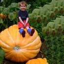 Egrow 10Pcs/Pack Giant Pumpkin Seed Big Squash Ornamental Ground Vegetable Seed Halloween Decoration