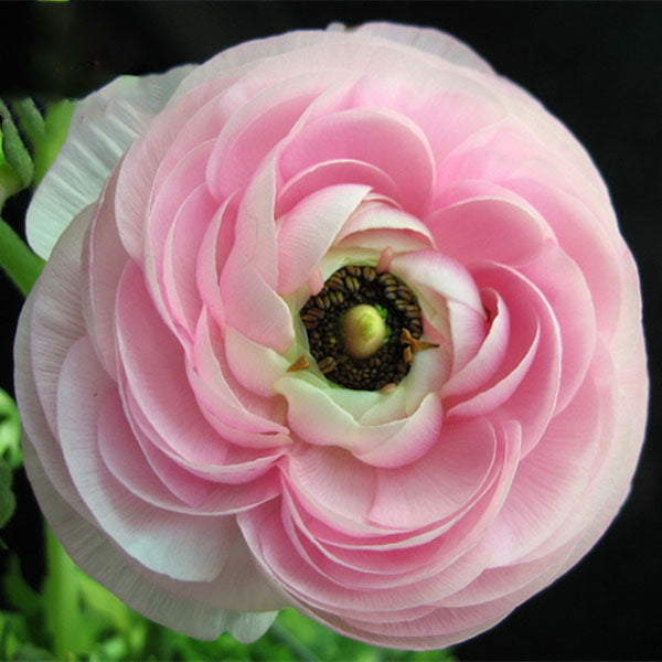 Egrow 50Pcs/Pack Ranunculus Asiaticus Seeds Garden Persian Buttercup Seeds DIY Bonsai