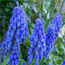 Egrow 100Pcs Hyacinth Flower Seeds Mixed Color Beautifying Garden Bonsai Potted Blooming Plant