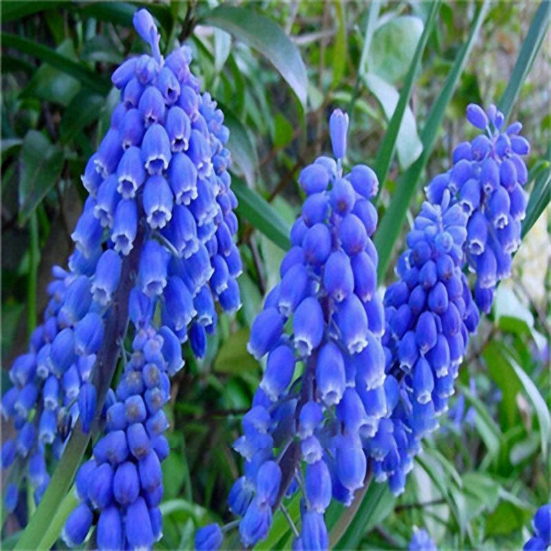 Egrow 100Pcs Hyacinth Flower Seeds Mixed Color Beautifying Garden Bonsai Potted Blooming Plant