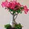 20 PCS Genuine Adenium Obesum Desert Rose Seeds Flower Bonsai Plant DIY Home Grden Seeds