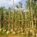 Egrow 50 Pcs/Pack Mahogany Tree Seeds West Indian Mahogany Tree Plant Cuban Mahogany