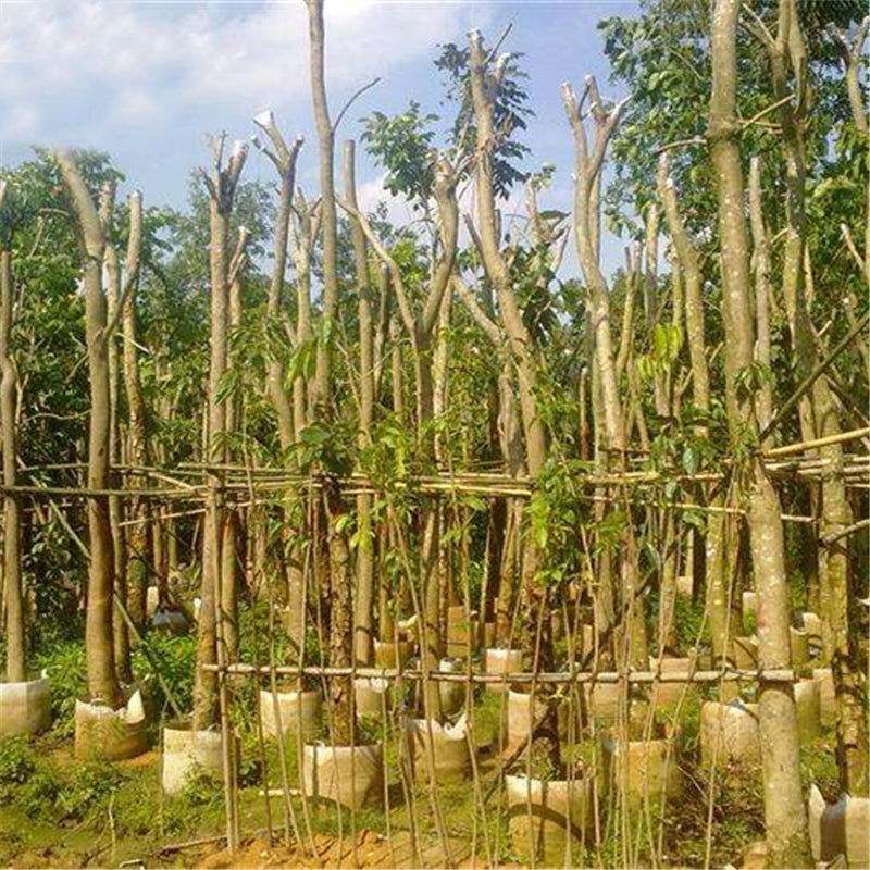 Egrow 50 Pcs/Pack Mahogany Tree Seeds West Indian Mahogany Tree Plant Cuban Mahogany