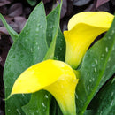 Egrow 50 PCS Calla Lily Seeds Garden Balcony Potted Perennial Flower Seeds Bonsai Ivy Flowers