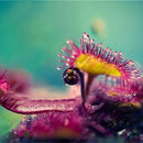 Egrow 100 PCS Garden Succulent Bonsai Various Lithops Seeds Living Stone Flower Cacti Cactus Plant