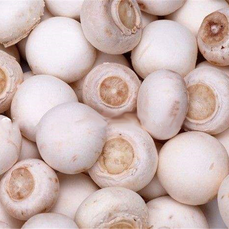 Egrow 100Pcs/Bag White Mushroom Seeds New Edible and Healthy Vegetable Seeds Bonsai Plant Seeds