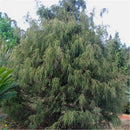 Egrow 60 Pcs/Pack Cypress Seeds  Line Cypress Tree Plant Chamaecyparis Pisifera Filifera