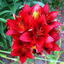 Egrow 2Pcs/Pack Lily Seeds Rare Red Lily Bulb Bonsai Bulb Bonsai Lily Bulb Pleasant Fragrance Home And Garden Plants