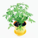 Egrow 100Pcs/Bag Mozzie Buster Seeds Riddex Plant Seeds Mosquito Repelling Grass Mozzie Buster Seeds