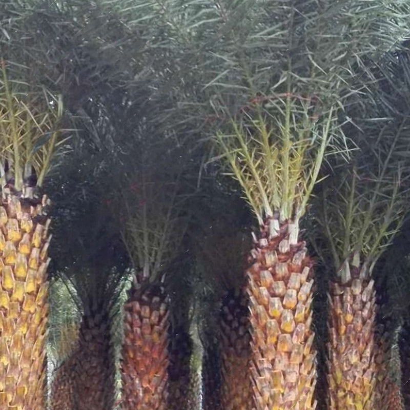 Egrow10Pcs/Bag Rare Medjool Date Seeds Sweet Organic Fruit Seeds Natural Date Palm Tree Seeds