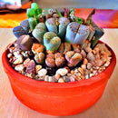 Egrow 100pcs Graine Lithops Pseudotruncatella Plant Seed Rare Potted  Stone Succulentes Mixture