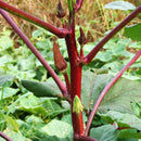 Egrow 100 Pcs/Pack Okra Seeds Red Okra Bonsai Healthy Chinese Vegetable Herbal Non-GMO for Home Garden
