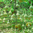 Egrow 20pcs/Bag Bottle Gourd Seeds Annual Garden Beautiful Decorative Plant Seeds Vegetable Seeds