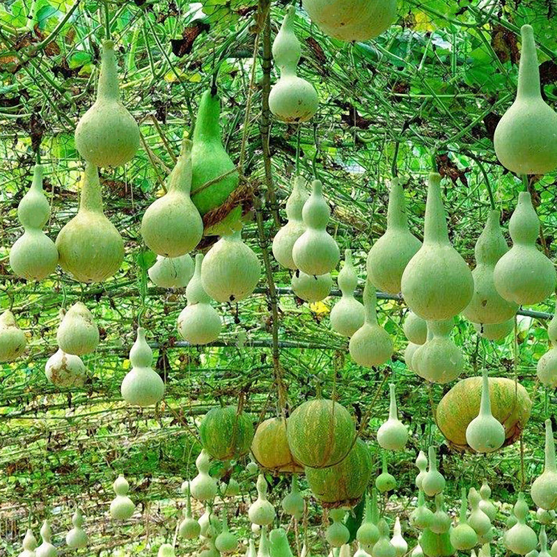 Egrow 20pcs/Bag Bottle Gourd Seeds Annual Garden Beautiful Decorative Plant Seeds Vegetable Seeds