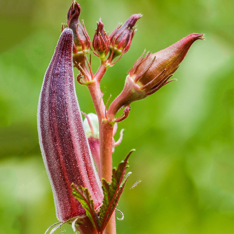Egrow 100 Pcs/Pack Okra Seeds Red Okra Bonsai Healthy Chinese Vegetable Herbal Non-GMO for Home Garden