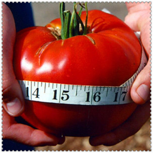 100 PCS Giant Tomato Plants Seeds Organic Heirloom Plants Vegetables Seeds Perennial Non-GMO Plant Pot