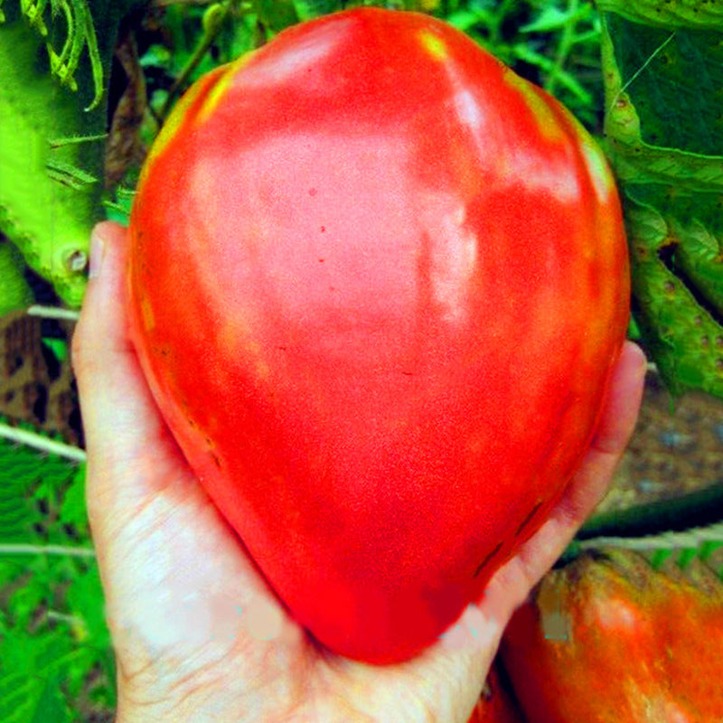 Egrow 100 Pcs/Pack Giant Tomato Seeds Organic Fruit Red Strawberry Tomato Bonsai Fresh Vegetable Solanum lycopersicum Potted Plants