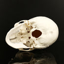 Life Size Human Anatomical Anatomy Resin Head Skeleton Lifesize Skull Medical Teaching Model