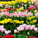 Egrow 120Pcs/Pack Tulip Flower Seeds Purple White Edge Flowers Perennial Home Garden Potted Plants