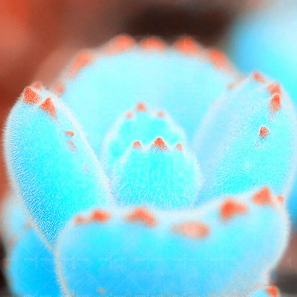 Egrow 100Pcs/Bag Mini Blue Lithops Seeds Rare Succulent Potted Bonsai Flower Seed