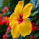 Egrow 50 Pcs/Pack Giant Hibiscus Seeds Flower Flores Beautiful Flower Bonsai Plant DIY Home Garden