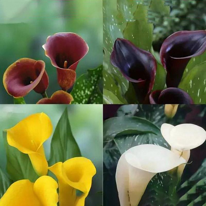 Egrow 50 PCS Calla Lily Seeds Tropic Beautifying Plants Garden Potted Flowers Perennial Lily Seeds