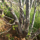 Egrow 80 Pcs/Pack Moringa Tree Seeds Moringa Tree Semente Plant Moringa Oleifera Tree