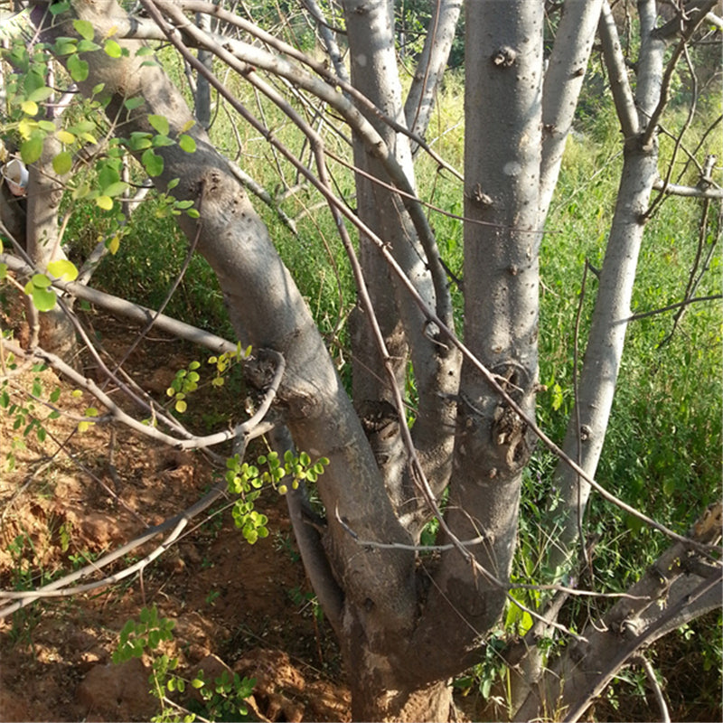 Egrow 80 Pcs/Pack Moringa Tree Seeds Moringa Tree Semente Plant Moringa Oleifera Tree