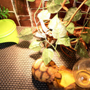 Three-in-one Humidification Moisturizing Carpet Reptile Climbing Pet Cleaning Mat