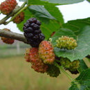 Egrow 100 Pcs/Pack Mulberry Seeds Potted Seasonal Fruit Garden Natural Health Mulberry Year Results Blackberry Bonsais