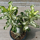 Egrow 1 Pcs Rose Seeds Thailand Rare Grafted Desert Rose Variegated Leaves Siam Home Garden Flowers Adenium Obesum