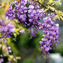 Egrow 10Pcs/Bag Garden Creepers Wisteria Seeds Rare Bonsai Tree Seeds Ornamental Plant Flower Seeds