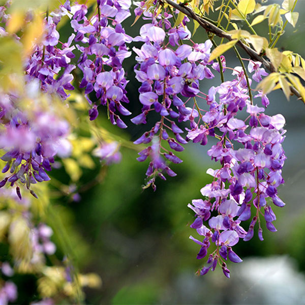 Egrow 10Pcs/Bag Garden Creepers Wisteria Seeds Rare Bonsai Tree Seeds Ornamental Plant Flower Seeds