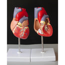 Life Size Human Heart Model Anatomical Cardiac Model Learning Lab Supplies Medical Model