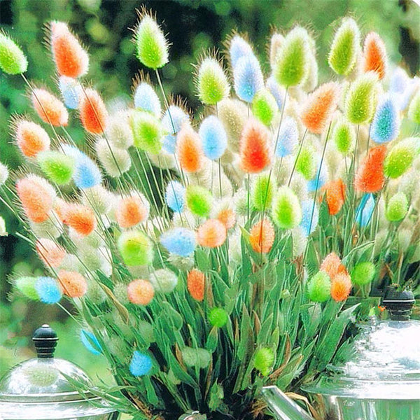 Egrow 100Pcs/Pack Rabbit Tail Grass Seeds Mixed Color Garden Bunny Tail Grass Decor Plants