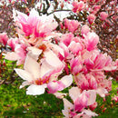 Egrow 10Pcs/Pack Magnolia Seeds Garden Light Fragrant Tree Seeds Ornamental Plants