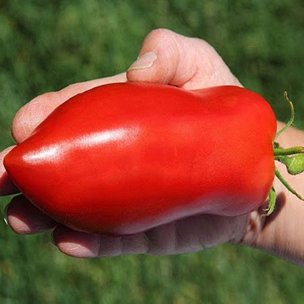 200 PCS Long Tomato Bullet Shape Tomato Plant Natural Growth Balcony And Yard Bonsai Plant Seeds