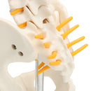 Spine Anatomical Model With Pelvis Femur Heads 1/2 Life Size Lab Equipment Detailed Vertebral Column Human Mould