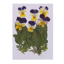 6 Pieces Natural Real Pressed Pansy Flower Dried Flower Floral Embellishments for Card making Scrapbooking Art Crafts DIY Resin Jewelry Candle Craft Mould Filler
