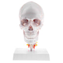 1:1 Lifesize Detachable 3 Parts Human Head Skull with Cervical Vertebra Skeleton Model Lab Supplies