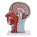 Life Size Human Anatomical Head And Face Anatomy Medical Model