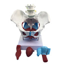 Highly Detailed 1:1 Lifesize Human Female Pelvis Model w/ Floor Muscles Educative Teaching Kits Lab Supplies