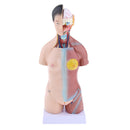 42cm Female Human Torso Body Anatomical Model Anatomy Medical Teaching Tool