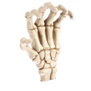 3D Skeleton Palm Skull Model Head Bone Ornament Night Party Pub Bar Decorative Figurine Craft