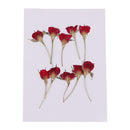 10 Pieces Natural Real Dried Flower Half Cut Rose Flower for DIY Card Making Decoration Jewelry Making Craft