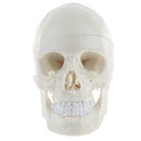 1:1 Life Size Carving Human Head Skull Skeleton Model School Biology Teaching Tool Lab Supplies