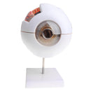 Simulation 4D Human Eye Ball Model School Teaching Tool Lab Supplies Science Toy