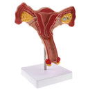 Lifesize Human Female Uterus Ovary Model Educative Lab Teaching Equipment Kits